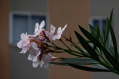 gli ultimi fiori dell'oleandro
