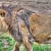 BESANCON: Citadelle: Le Lion (Panthera leo). 07