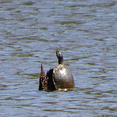Turtle on stump in the pond