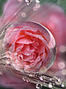 Captive rose