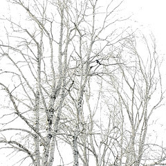 white tree bird