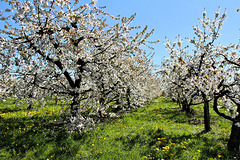Kirschenblüte am Bodensee