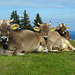 Kühe aufgenommen  2007 Hoch Alp