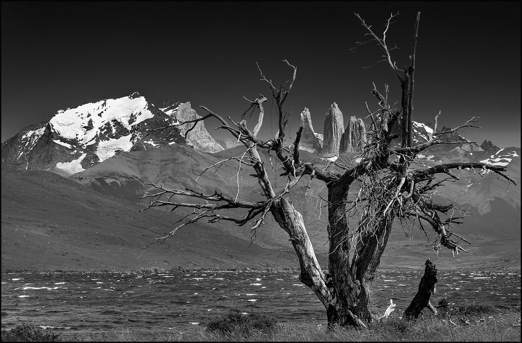 torres treeframed