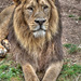 BESANCON: Citadelle: Le Lion (Panthera leo). 08