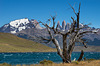 Laguna Azul - Torres del Paine