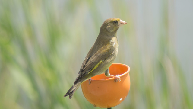 Cup Finch