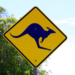 watch out for Kangaroos