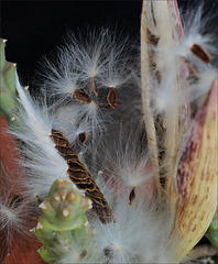 Orbea variegata seeds