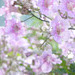 texture / background - bignonia flowers