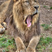 BESANCON: Citadelle: Le Lion (Panthera leo). 09