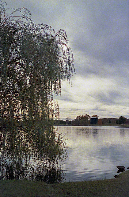 Willow Tree At The Reservoir