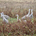 Sandhill cranes (Grus canadensis)