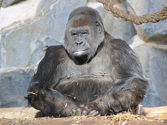 Gorille tranquille, parc zoologique de Saint-Martin-la-Plaine (Loire)