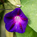 20150828 8626VRAw [D~RI] Purpur Prunkwinde (Ipomoea purpurea), Rinteln