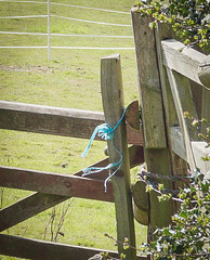The blue rope knotter strikes in Derbyshire... p.i.p