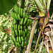 Bananas, on way to Brasso Seco, Trinidad