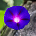 20150828 8627VRAw [D~RI] Purpur Prunkwinde (Ipomoea purpurea), Rinteln