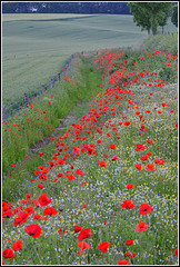 HFF-for everyone- poppy day
