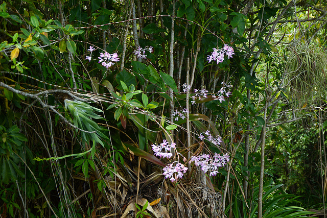 Guatemala, Bright Flowers on Dash-dotted Lianes in the Jungle of the Chocón Machacas Protected Biotope