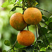 Oranges?, on way to Brasso Seco, Trinidad, Day 5