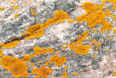 orange lichens 2