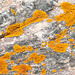 orange lichens 2