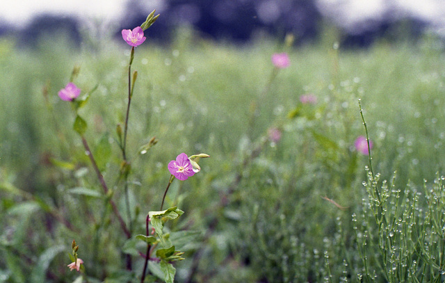 Little pink flowers by the paddy