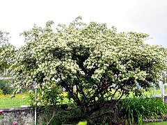 Our Kumarahou Tree
