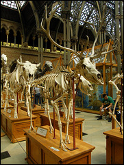 reindeer skeleton