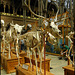 reindeer skeleton