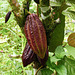 Cacao (chocolate!) tree, on way to Brasso Seco