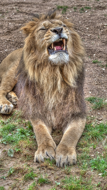 BESANCON: Citadelle: Le Lion (Panthera leo). 10