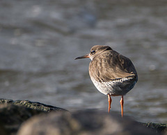 Red shank