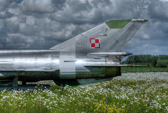 Fighter in Daisies
