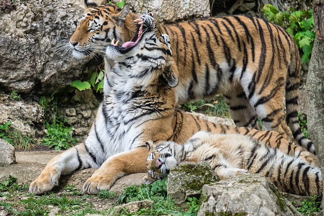 BESANCON: Citadelle: La famille Tigre de Sibérie (Panthera tigris altaica).022
