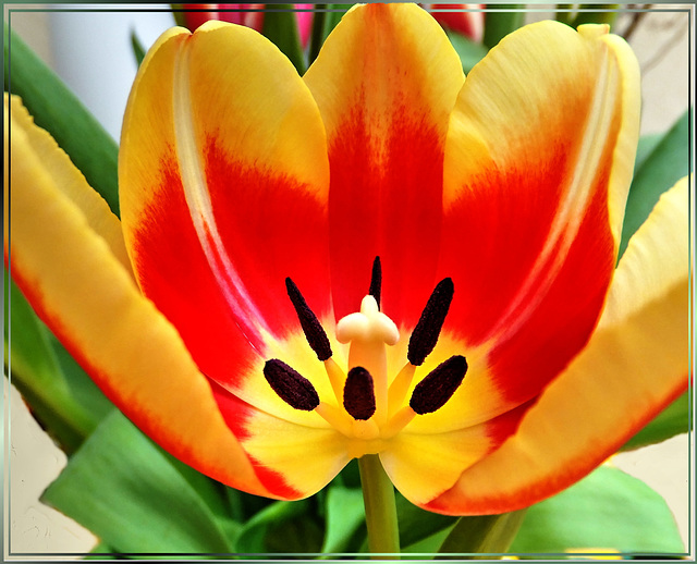 Tulip inside... ©UdoSm
