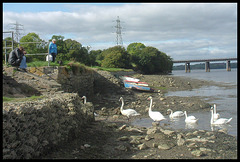 swans by the causeway