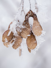 Frosty Seeds