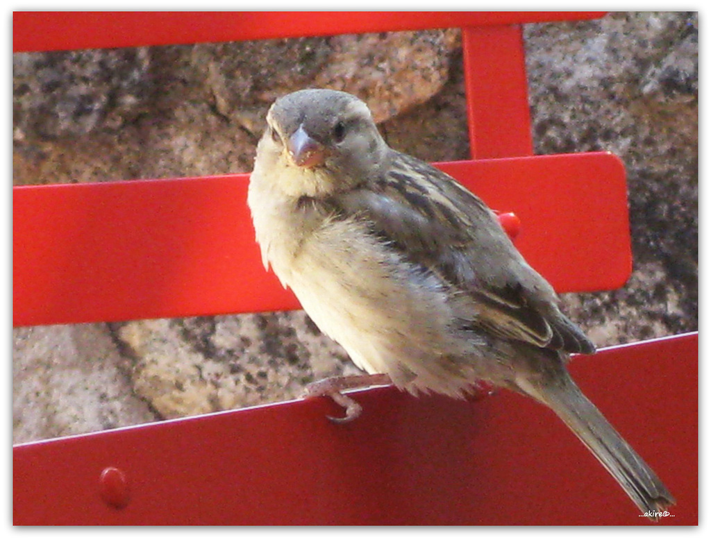 ...visitor on my red chair...
