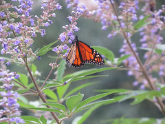 Monarch butterfly on Vitex flowers