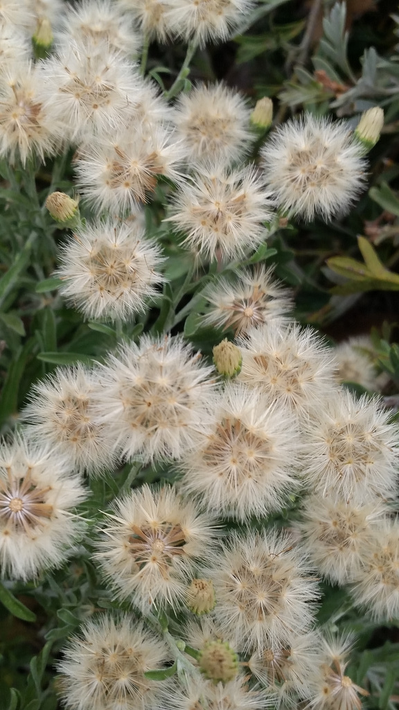 australian native daisy seed heads