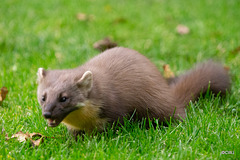 Our Pine Marten in residence, having its peanuts for lunch!