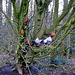 Roosters in a tree