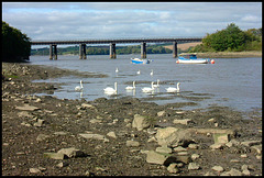 swans at Black Bridge