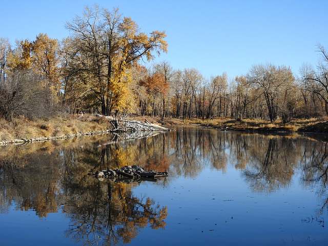 The last of the fall colours at Inglewood Bird Sanctuary