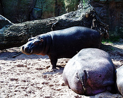 Hey du! Erlebnis-Zoo Hannover 2000