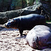Hey du! Erlebnis-Zoo Hannover 2000