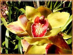 Cymbidium hybrid orchid flowers. ©UdoSm