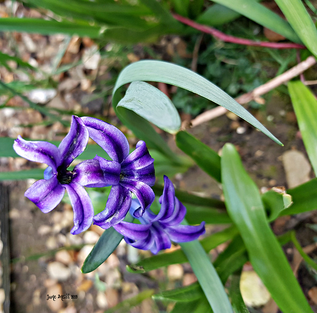 Dwarf hyacinth 2